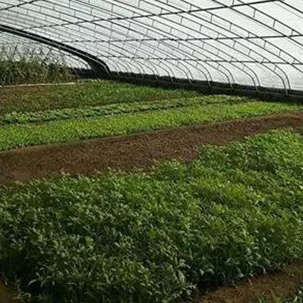 Agricultural greenhouses adopt air source heat pump heating, daily operation energy consumption only 30 KWH!